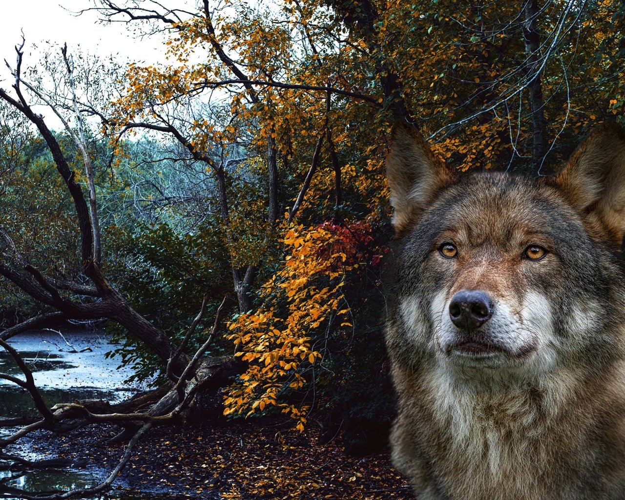Обои морда, лес, портрет, рендеринг, волк, face, forest, portrait, rendering, wolf разрешение 2560x1825 Загрузить