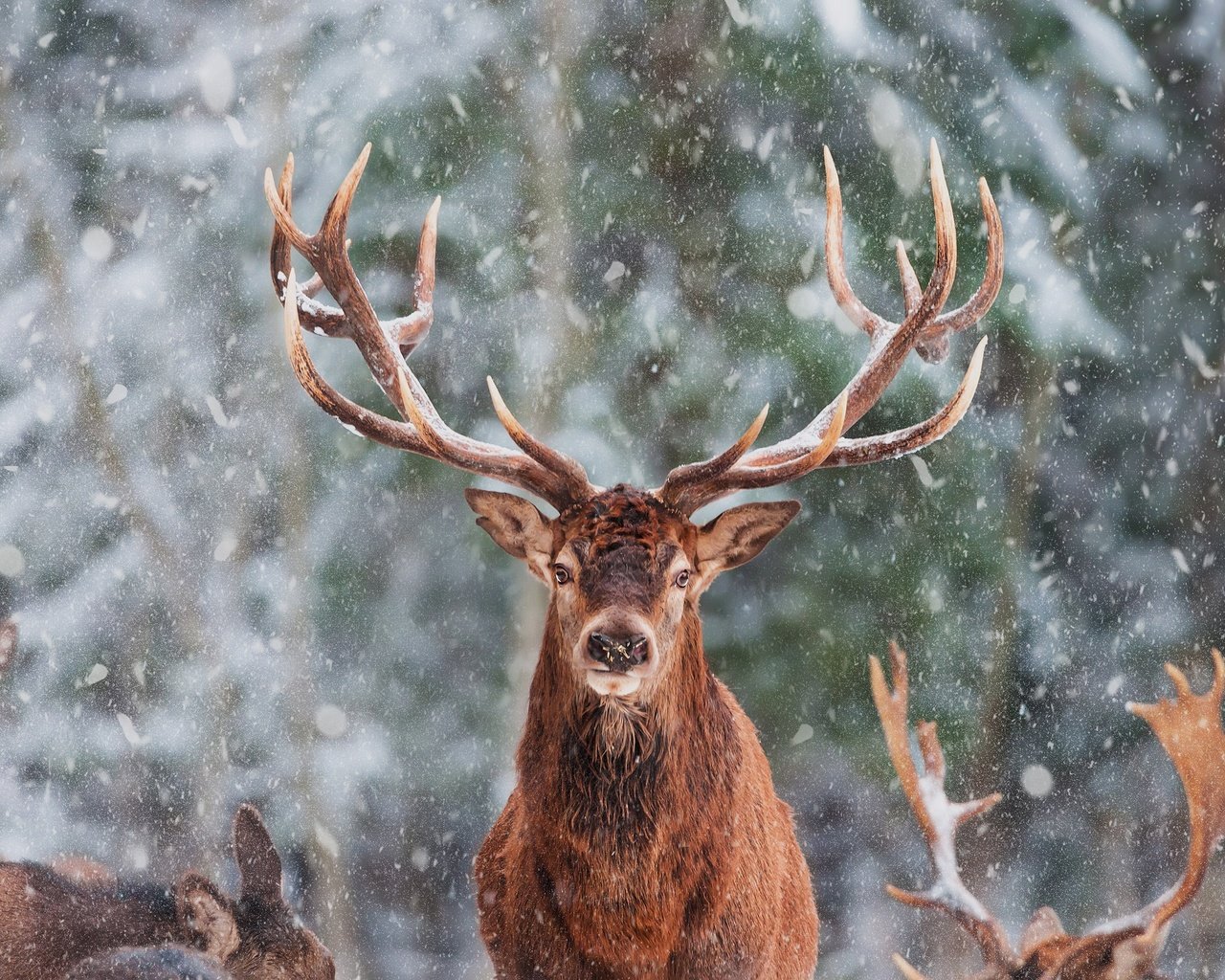 Обои морда, снег, олень, зима, взгляд, рога, олени, снегопад, face, snow, deer, winter, look, horns, snowfall разрешение 2880x1920 Загрузить