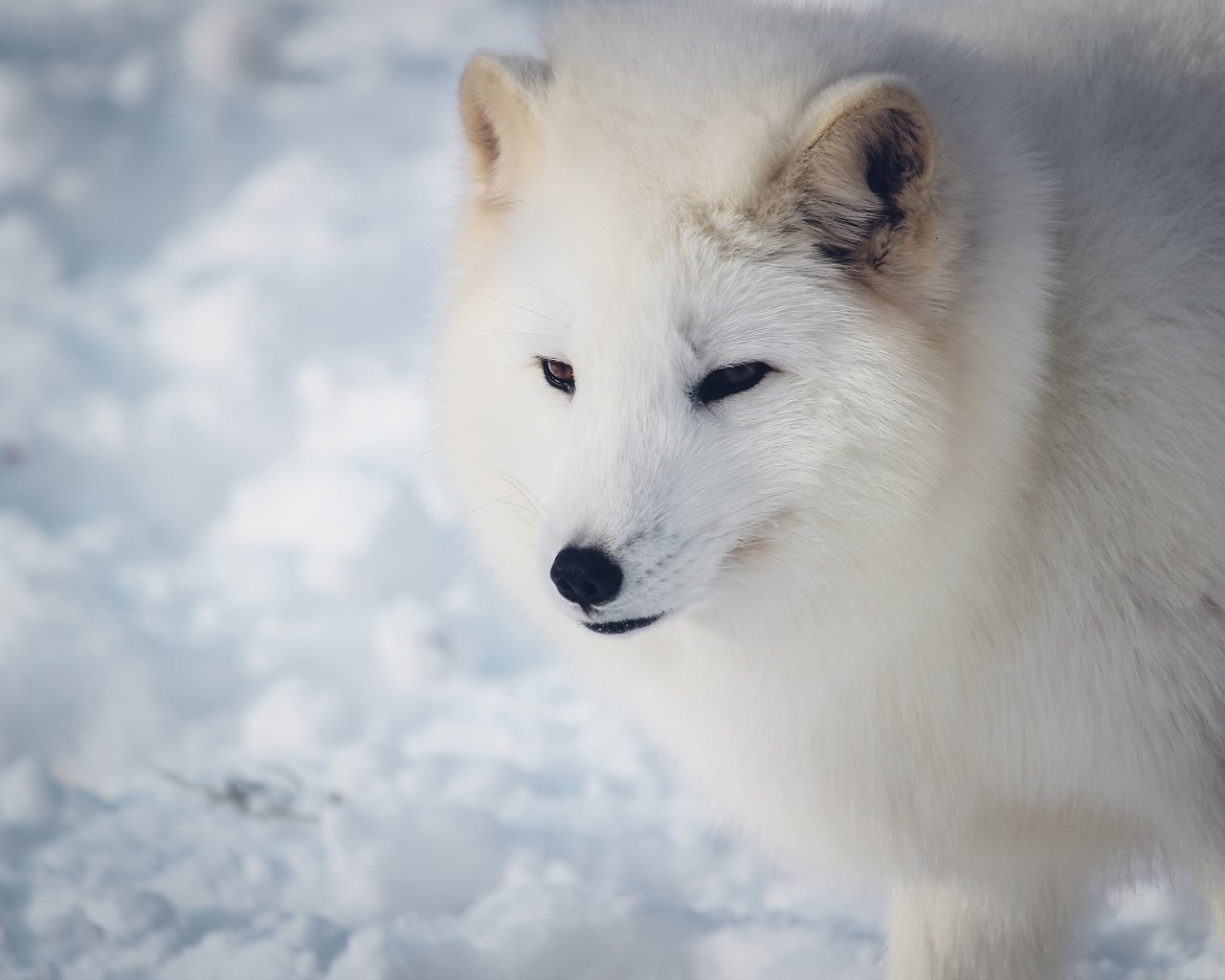 Обои морда, снег, зима, взгляд, белый, песец, face, snow, winter, look, white, fox разрешение 3840x2560 Загрузить