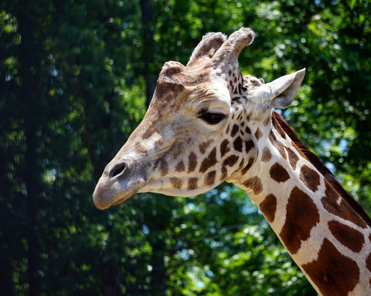 Обои морда, темный фон, жираф, портет, face, the dark background, giraffe, portet разрешение 6000x4000 Загрузить