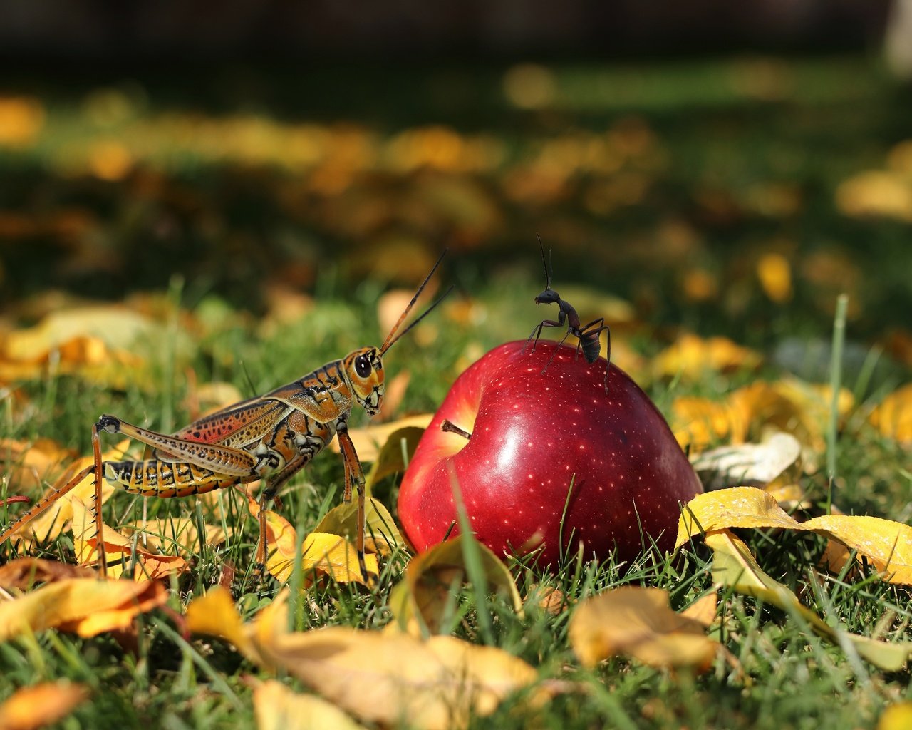 Обои муравей, яблоко, кузнечик, ant, apple, grasshopper разрешение 3840x2560 Загрузить