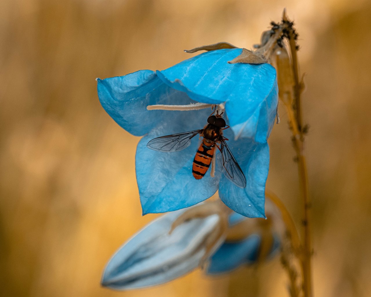 Обои насекомое, цветок, голубой, полосатая, муха, колокольчик, журчалка, мушка, insect, flower, blue, striped, fly, bell, gorzalka разрешение 3840x2560 Загрузить