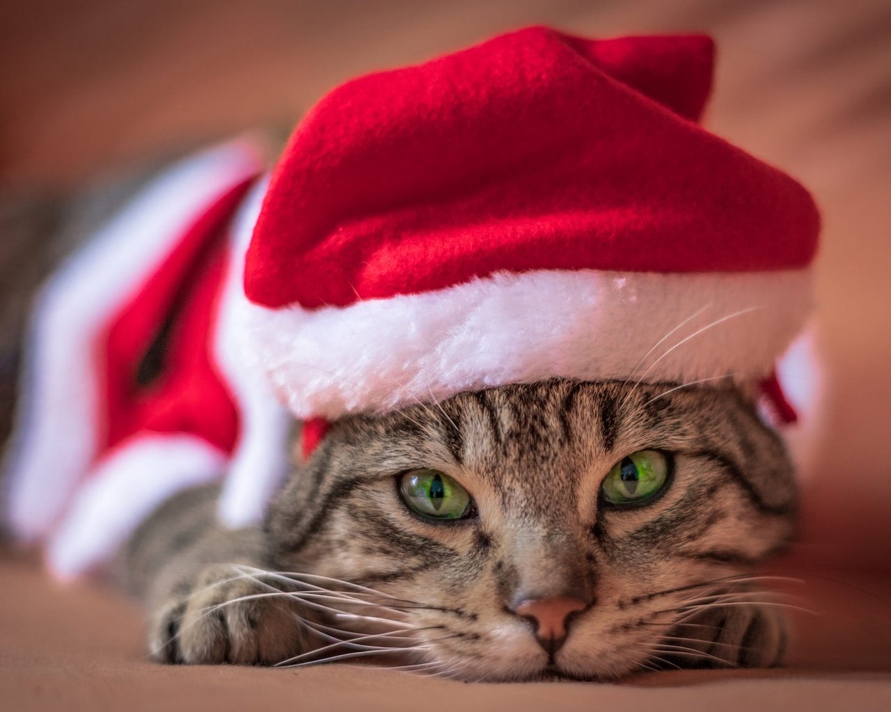 Обои новый год, рождество, кот, полосатый, лапы, кошка, взгляд, лежит, мордашка, зеленые глаза, праздник, holiday, new year, christmas, cat, striped, paws, look, lies, face, green eyes разрешение 2000x1316 Загрузить