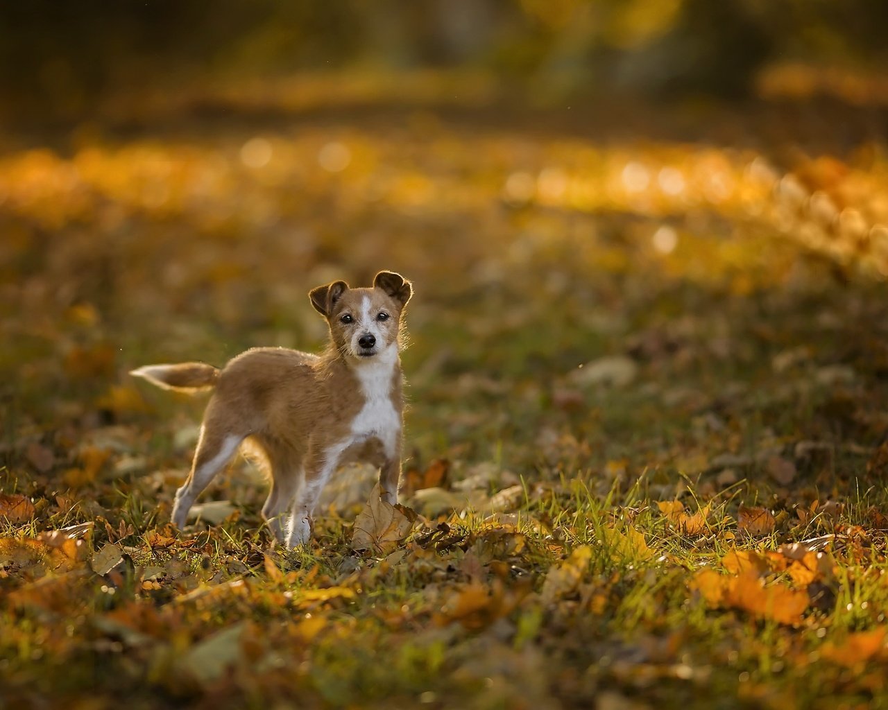 Обои природа, собака, nature, dog разрешение 2048x1366 Загрузить