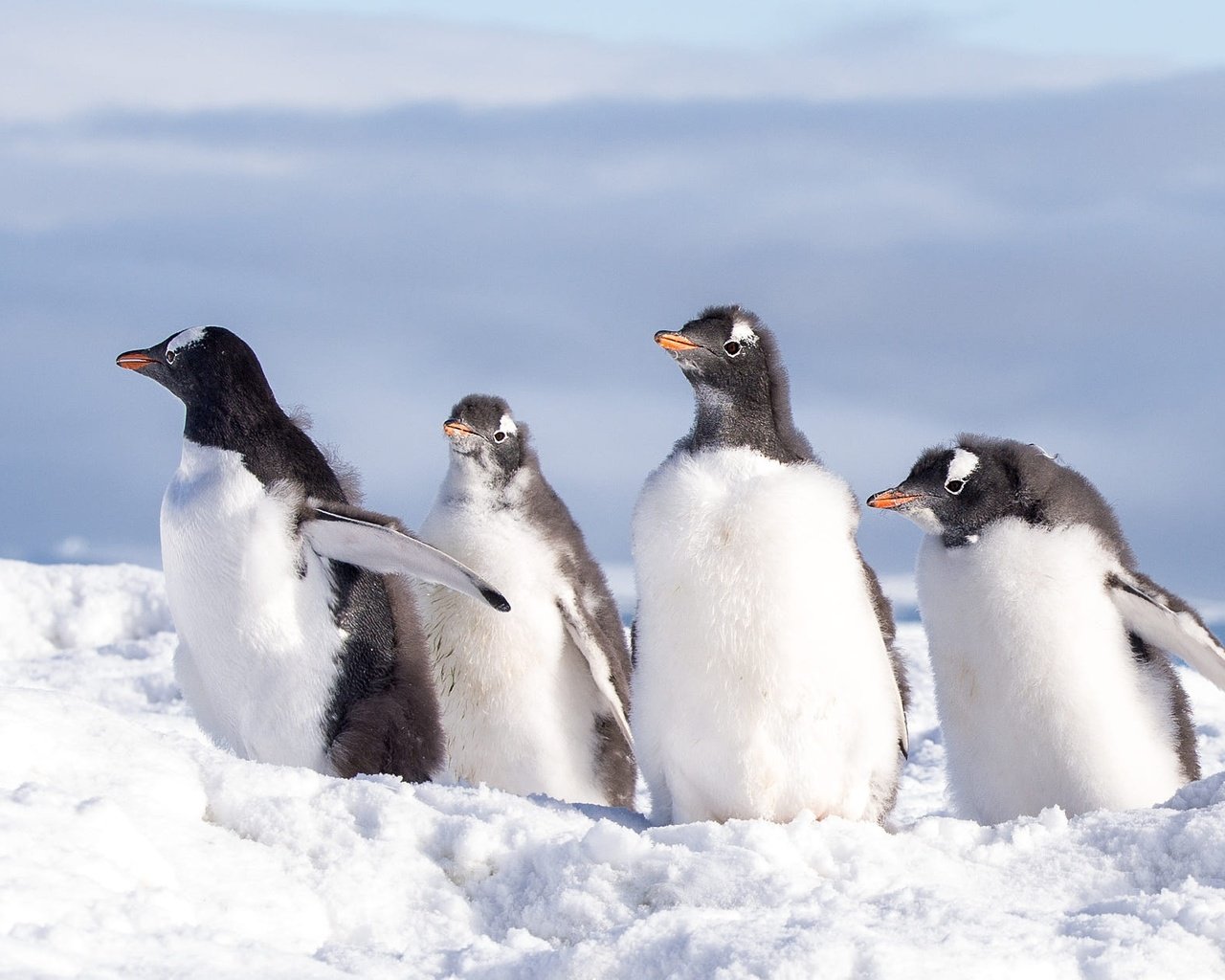 Обои снег, природа, зима, птицы, пингвин, антарктида, пингвины, пингвинёнок, snow, nature, winter, birds, penguin, antarctica, penguins разрешение 2000x1250 Загрузить