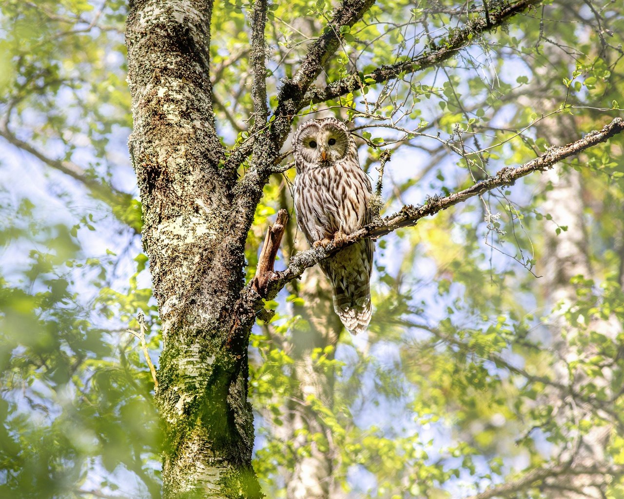 Обои сова, дерево, ветки, птица, неясыть, owl, tree, branches, bird разрешение 4000x2666 Загрузить