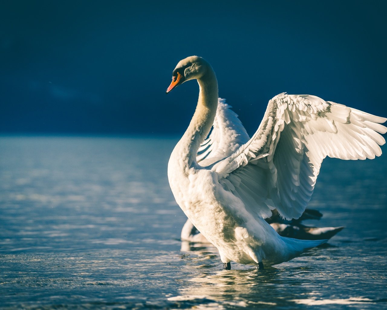 Обои свет, белый, водоем, птица, голубой фон, лебедь, белый лебедь, взмах крыльев, light, white, pond, bird, blue background, swan, white swan, flap разрешение 6000x4000 Загрузить