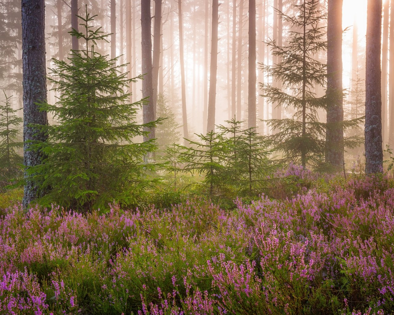 Обои свет, цветы, природа, лес, елки, light, flowers, nature, forest, tree разрешение 2499x1932 Загрузить