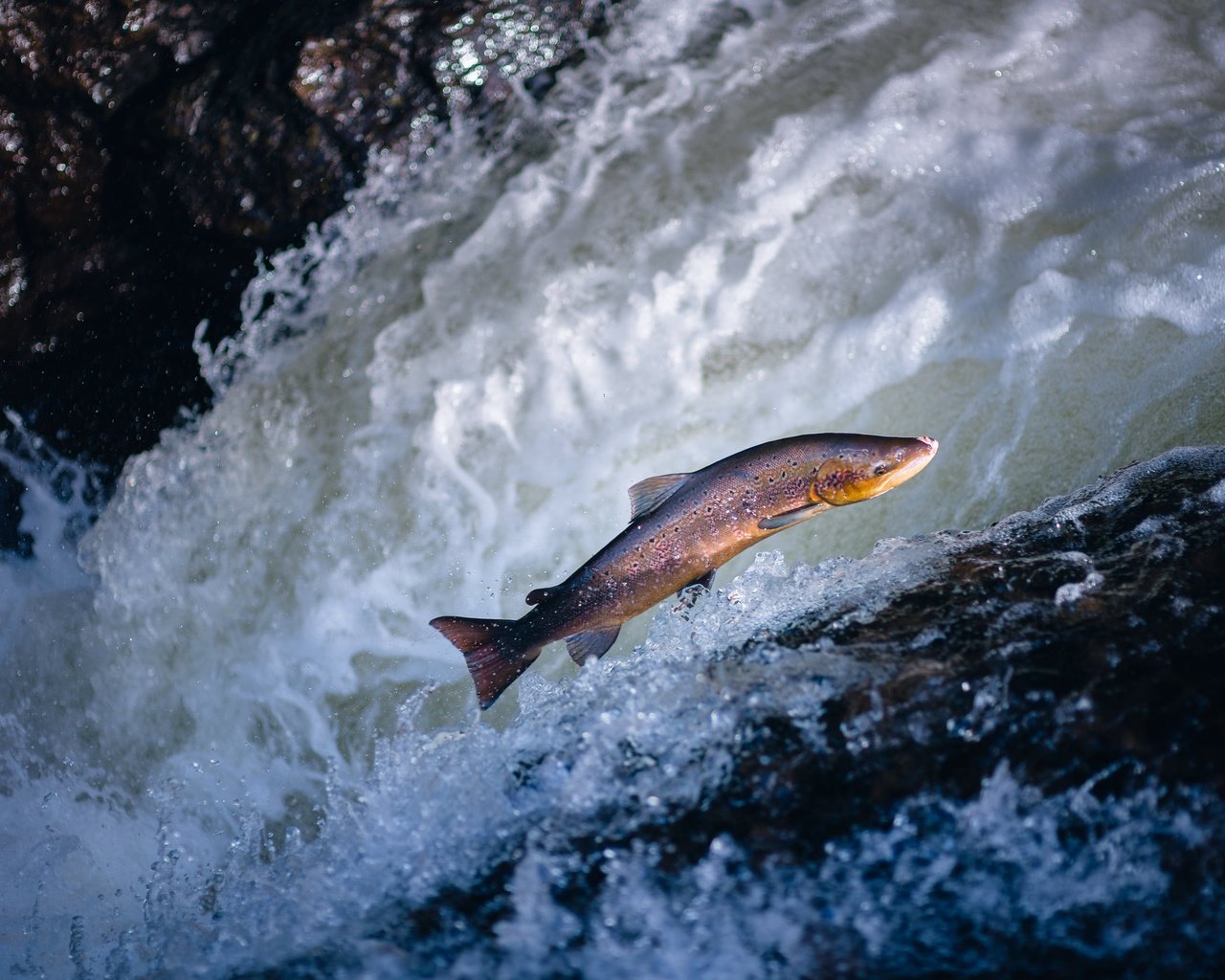 Обои вода, волна, водоем, прыжок, рыба, форель, water, wave, pond, jump, fish, trout разрешение 2048x1365 Загрузить