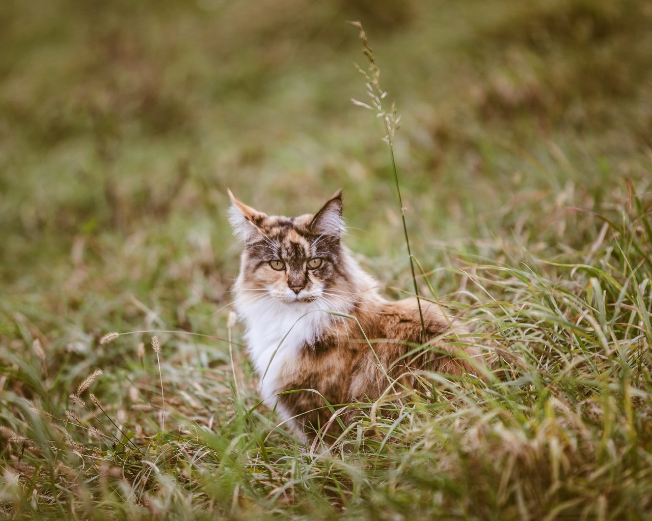 Обои трава, мордочка, кошка, взгляд, трехцветная, grass, muzzle, cat, look, tri-color разрешение 5616x3744 Загрузить