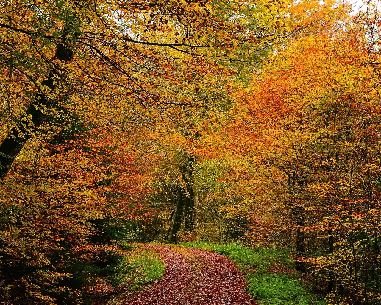Обои деревья, лес, листва, осень, тропинка, аллея, золотая осень, trees, forest, foliage, autumn, path, alley, golden autumn разрешение 3840x2160 Загрузить