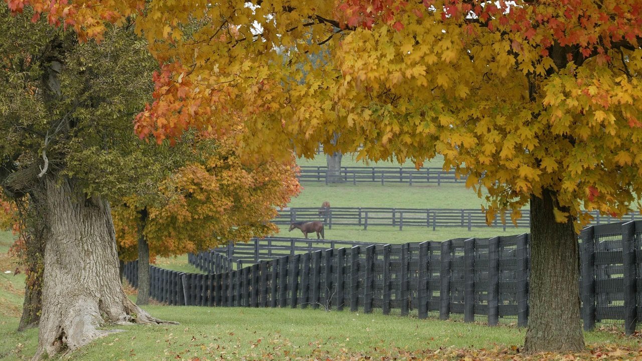 Обои трава, деревья, листья, забор, лошади, grass, trees, leaves, the fence, horse разрешение 2560x1600 Загрузить