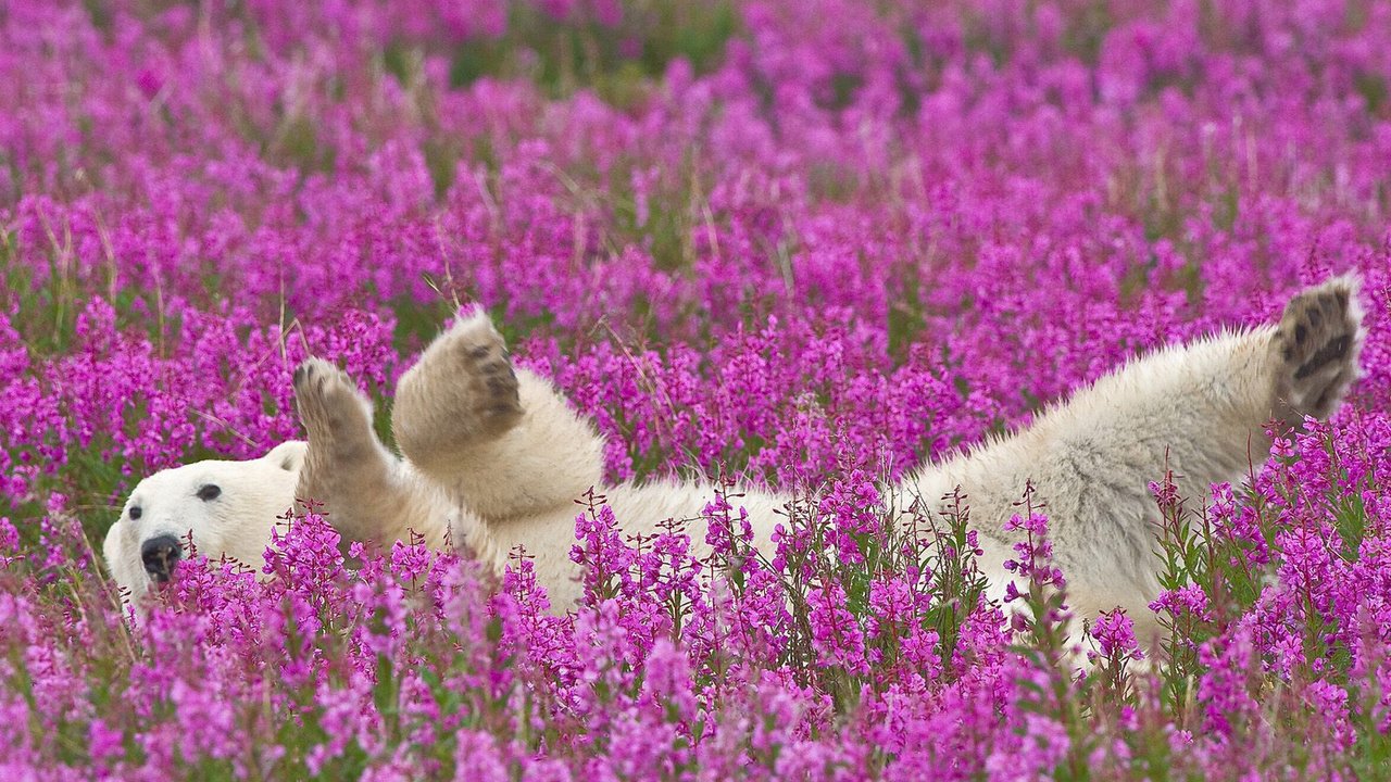 Обои цветы, полярный медведь, flowers, polar bear разрешение 1920x1200 Загрузить