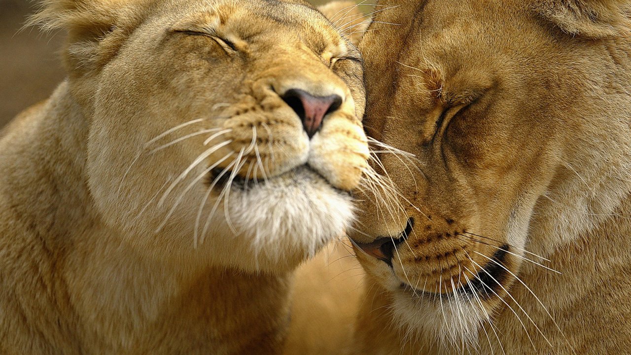 Обои морда, львы, лев, ласки, львица, face, lions, leo, affection, lioness разрешение 2000x1333 Загрузить