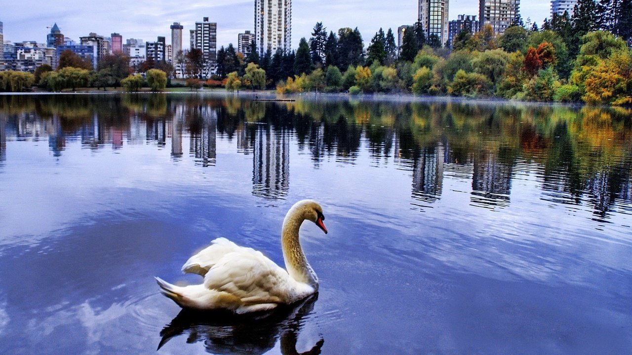 Обои город, пруд, лебедь, the city, pond, swan разрешение 1920x1440 Загрузить