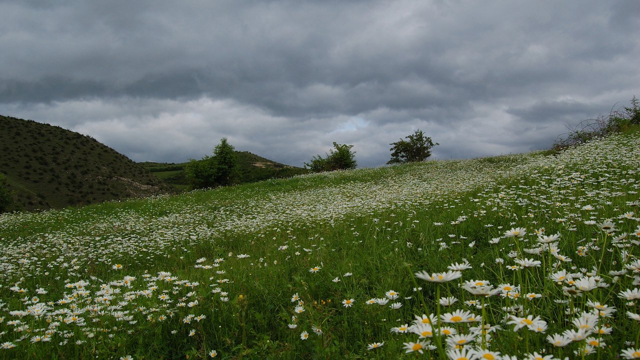 Обои поле, красивое, ромашек, field, beautiful, daisies разрешение 1920x1200 Загрузить