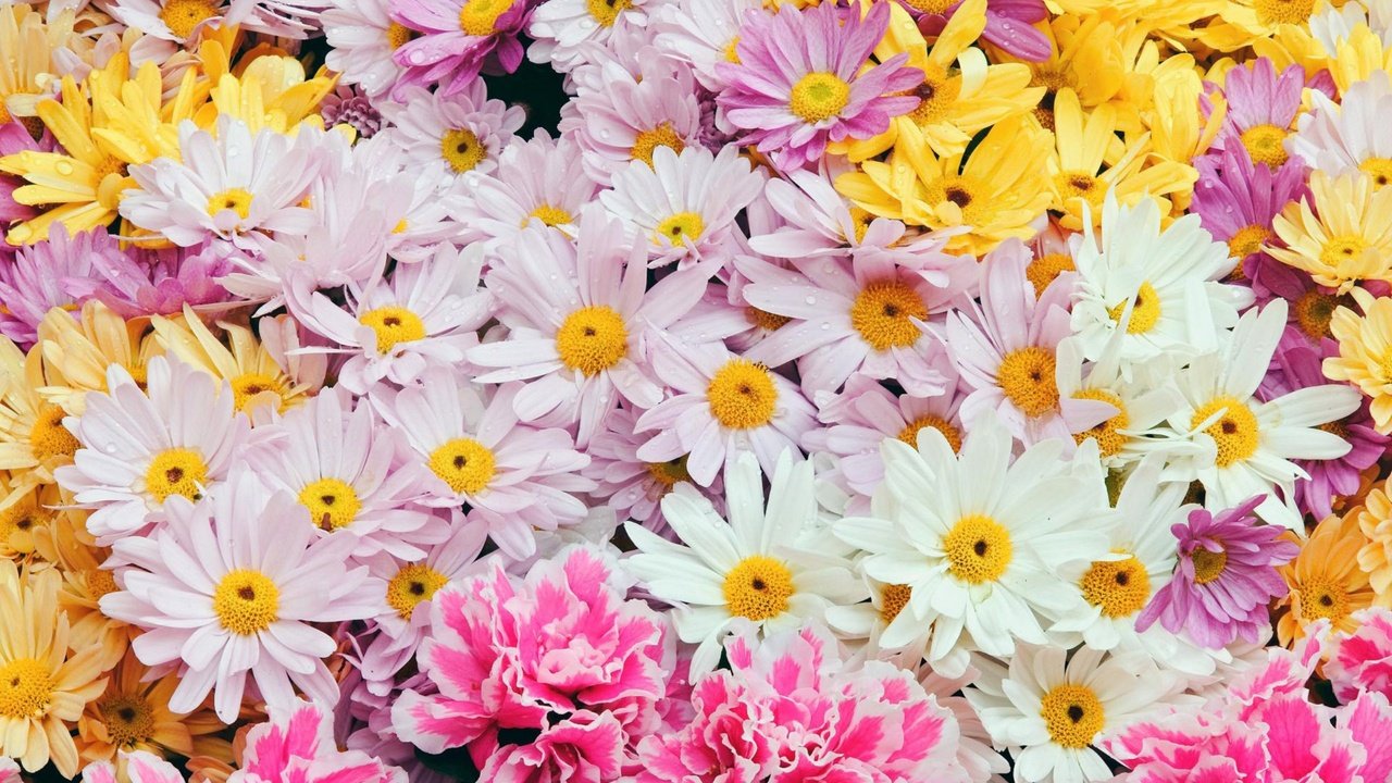 Обои цветы, весна, ромашки, flowers, spring, chamomile разрешение 2560x1600 Загрузить