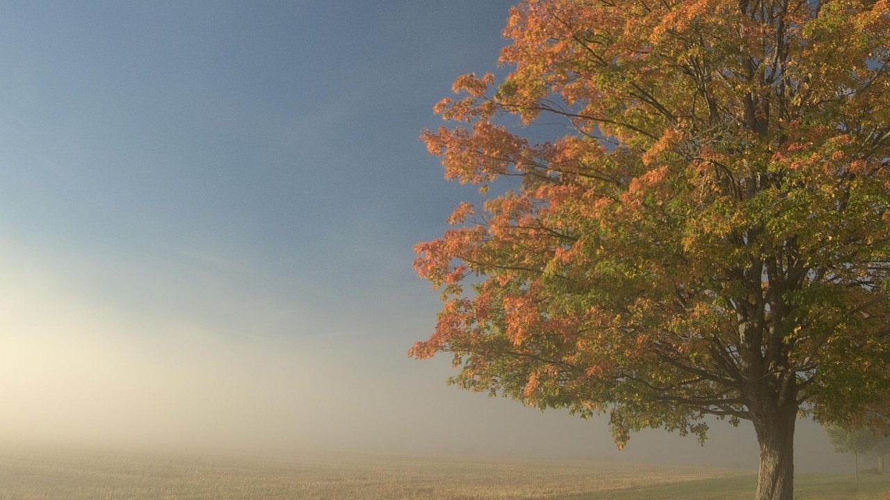 Обои дерево, туман, поле, tree, fog, field разрешение 1920x1201 Загрузить