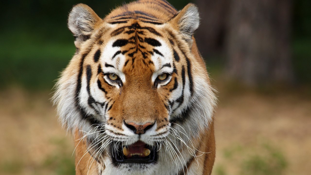Обои тигр, хищник, большая кошка, tiger, predator, big cat разрешение 2560x1600 Загрузить