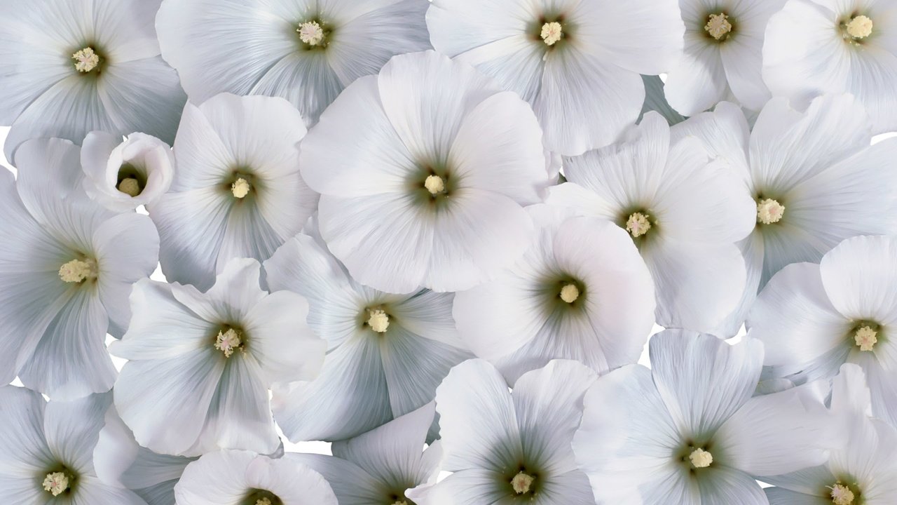 Обои цветы, фон, белые цветы, лаватера, flowers, background, white flowers, lavatera разрешение 1920x1200 Загрузить