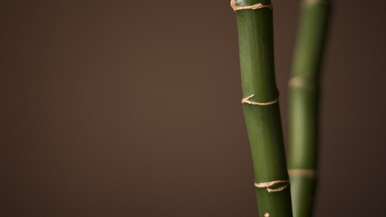 Обои бамбук, bamboo разрешение 1920x1200 Загрузить