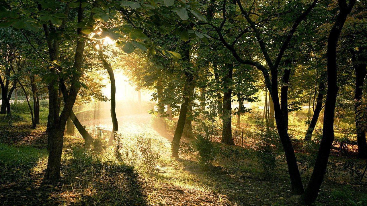 Обои свет, деревья, солнце, лес, лучи, ветки, столы, light, trees, the sun, forest, rays, branches, tables разрешение 1920x1200 Загрузить