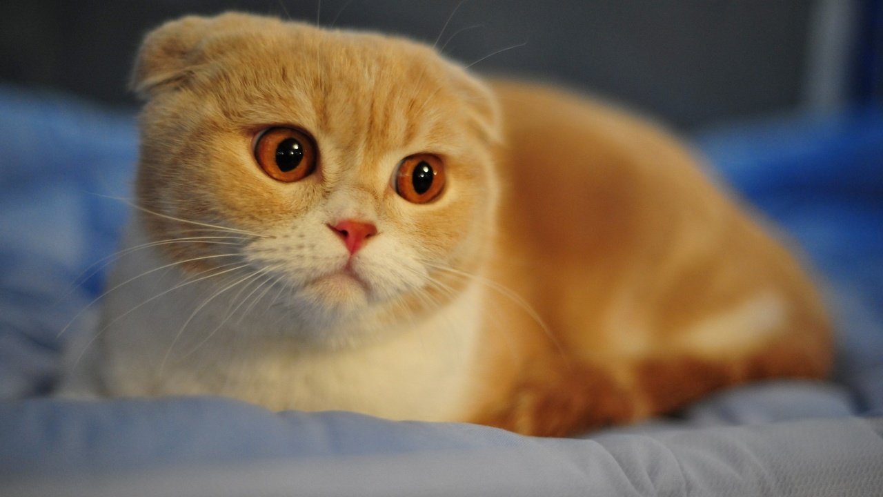 Обои рыжий кот, шотландская вислоухая кошка, red cat, scottish fold cat разрешение 1920x1200 Загрузить