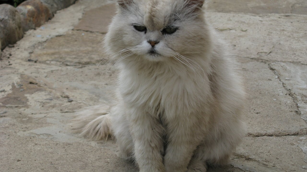 Обои кот, мордочка, кошка, взгляд, пушистый, cat, muzzle, look, fluffy разрешение 1920x1080 Загрузить