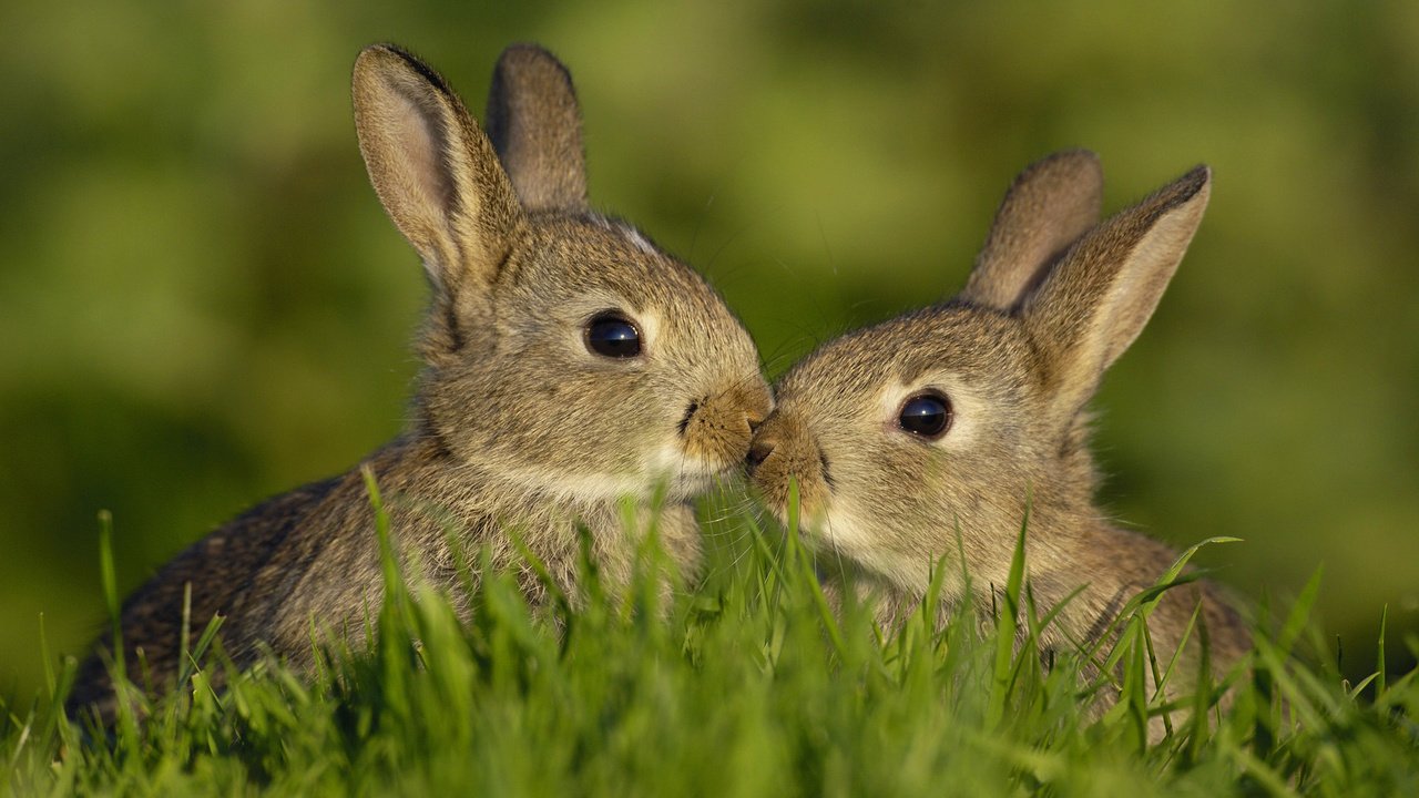 Обои трава, любовь, семья, кролики, зайцы, grass, love, family, rabbits разрешение 1920x1080 Загрузить