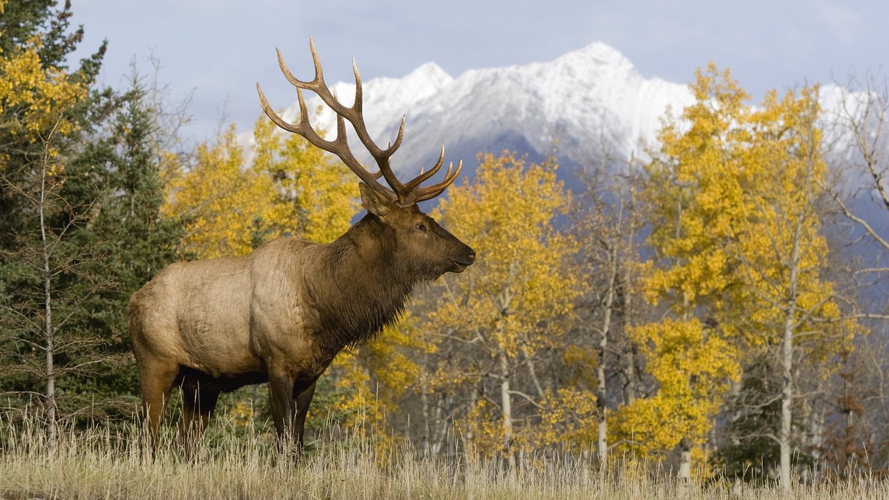 Обои природа, олень, осень, рога, благородный олень, nature, deer, autumn, horns, red deer разрешение 1920x1080 Загрузить