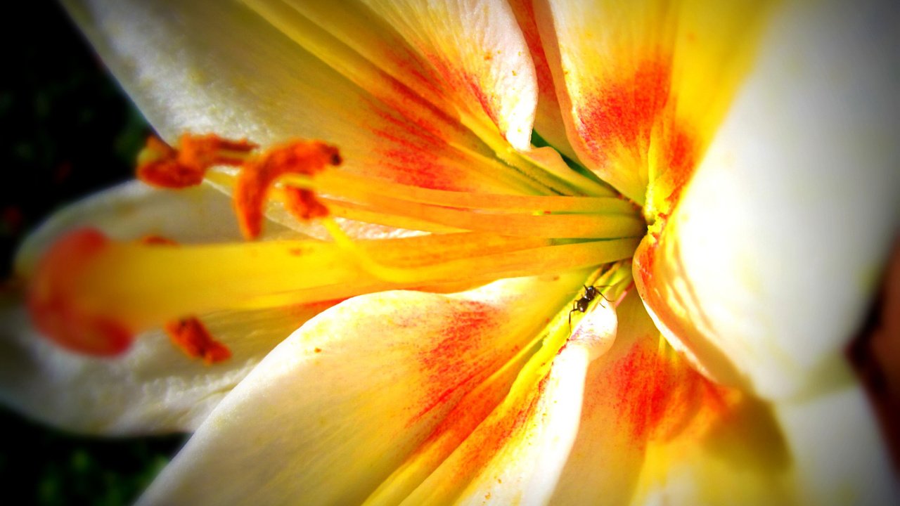 Обои макро, цветок, лилия, macro, flower, lily разрешение 1920x1200 Загрузить