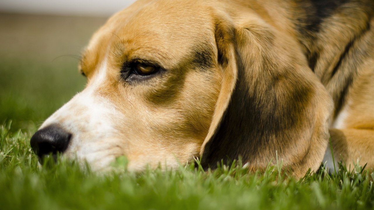 Обои трава, собака, лежит, бигль, грустная собачка, grass, dog, lies, beagle, sad dog разрешение 1920x1200 Загрузить
