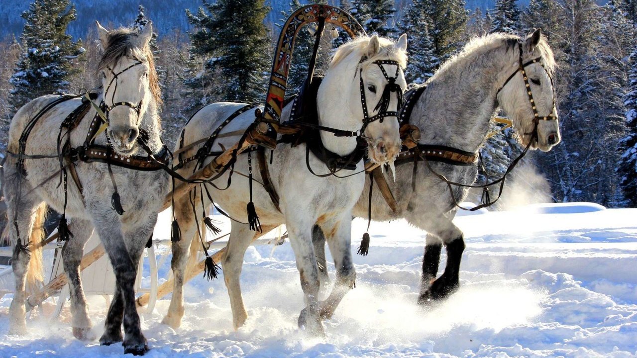 Обои снег, зима, мороз, сани, лошади, кони, упряжка, тройка, snow, winter, frost, sleigh, horse, horses, team, three разрешение 1920x1200 Загрузить