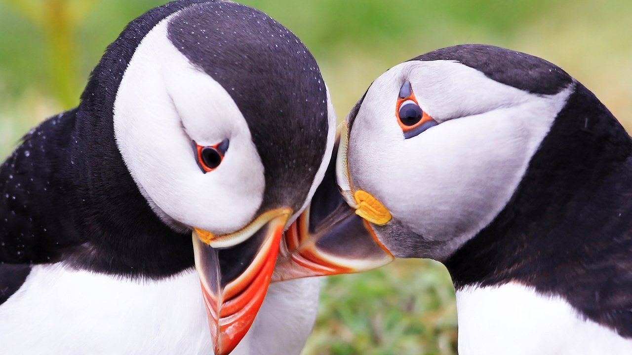 Обои природа, птицы, тупик, атлантический тупик, nature, birds, stalled, atlantic puffin разрешение 1920x1200 Загрузить