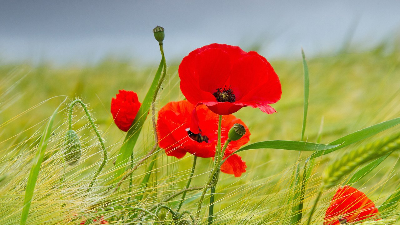 Обои цветы, поле, лето, красные, маки, колосья, пшеница, flowers, field, summer, red, maki, ears, wheat разрешение 1920x1200 Загрузить