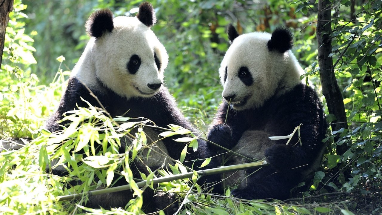 Обои листья, панды, бамбуковый медведь, большая панда, leaves, panda, bamboo bear, the giant panda разрешение 2048x1337 Загрузить