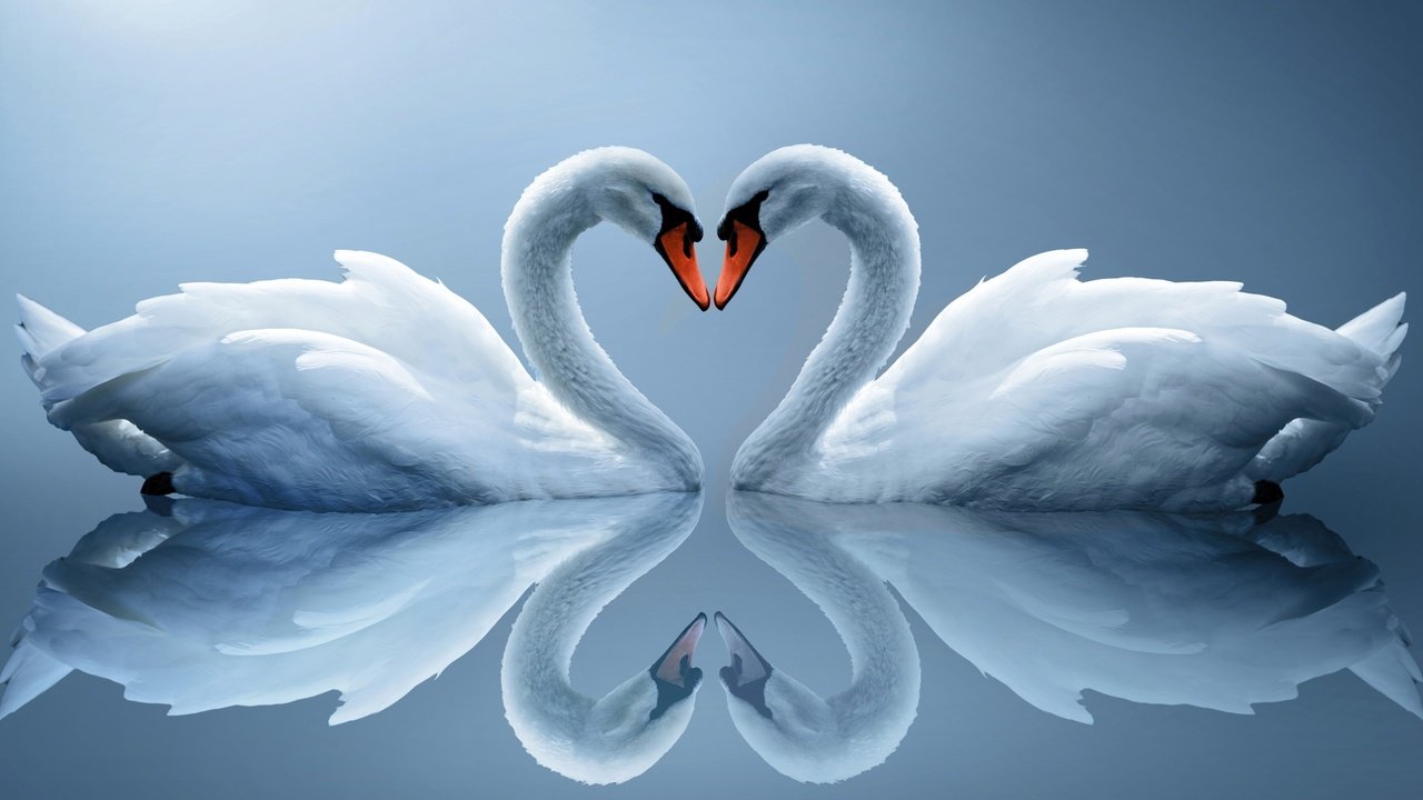 Обои вода, отражение, сердце, птицы, пара, белые, лебеди, water, reflection, heart, birds, pair, white, swans разрешение 2560x1600 Загрузить