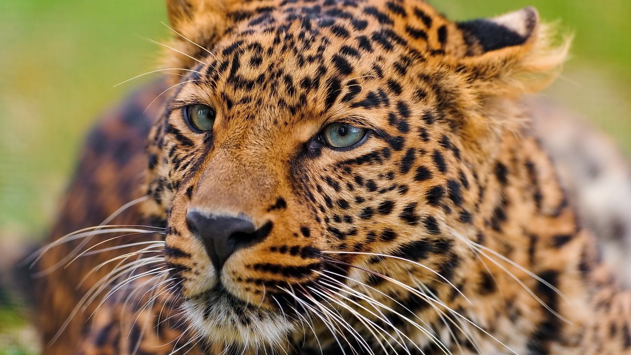 Обои морда, усы, лежит, леопард, хищник, любопытство, face, mustache, lies, leopard, predator, curiosity разрешение 2560x1700 Загрузить