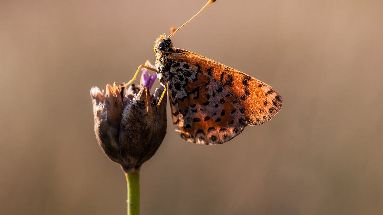 Обои макро, цветок, бабочка, крылья, насекомые, macro, flower, butterfly, wings, insects разрешение 1920x1200 Загрузить