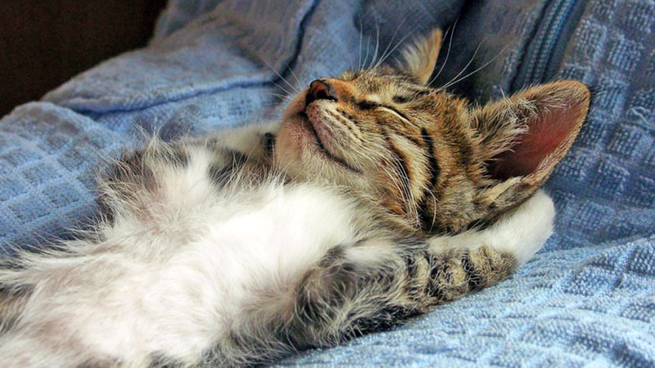 Обои кот, кошка, котенок, спит, без задних ног, cat, kitty, sleeping, legs разрешение 1920x1439 Загрузить
