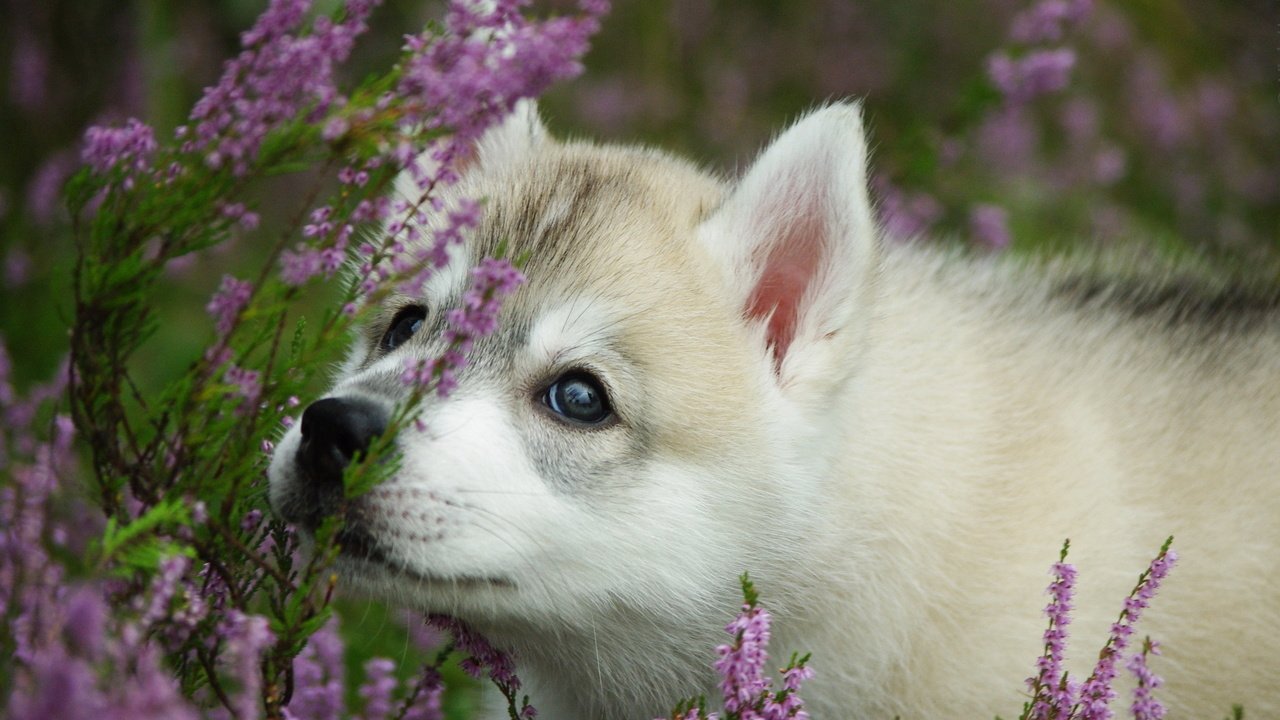 Обои морда, цветы, лаванда, собака, щенок, хаски, face, flowers, lavender, dog, puppy, husky разрешение 2560x1600 Загрузить