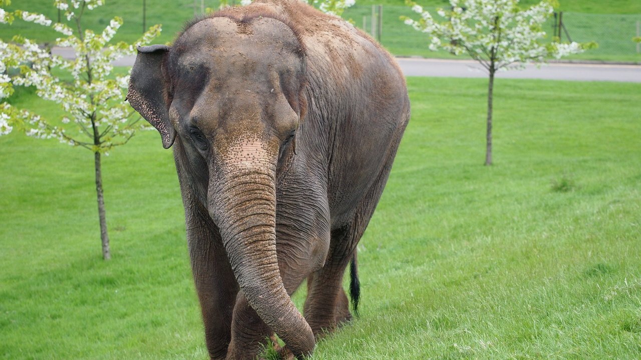 Обои трава, деревья, слон, уши, хобот, млекопитающее, grass, trees, elephant, ears, trunk, mammal разрешение 2560x1600 Загрузить