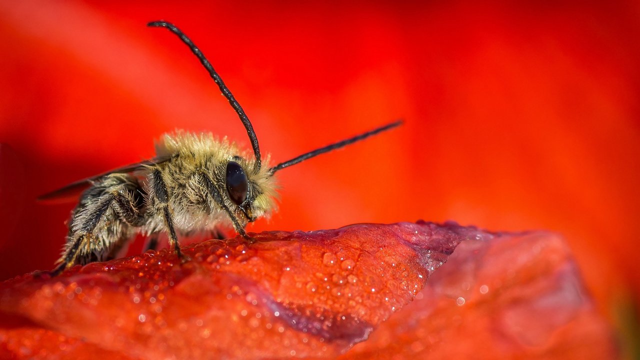 Обои насекомое, цветок, капли, красный, лепесток, пчела, insect, flower, drops, red, petal, bee разрешение 2048x1357 Загрузить