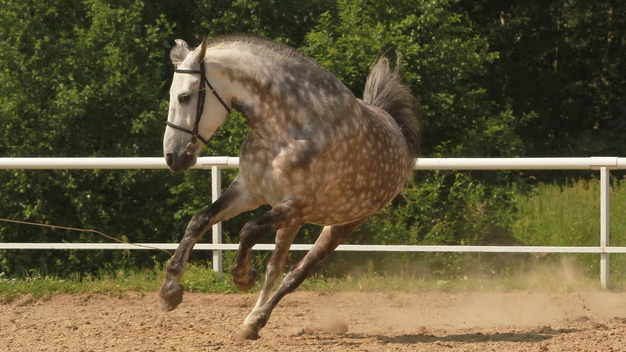 Обои лошадь, конь, грива, копыта, загон, лошадь.бег, horse, mane, hooves, corral, horse.running разрешение 2560x1600 Загрузить