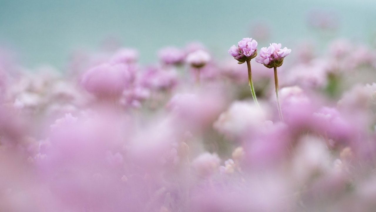 Обои цветы, поле, размытость, розовые, нежность, flowers, field, blur, pink, tenderness разрешение 2560x1696 Загрузить