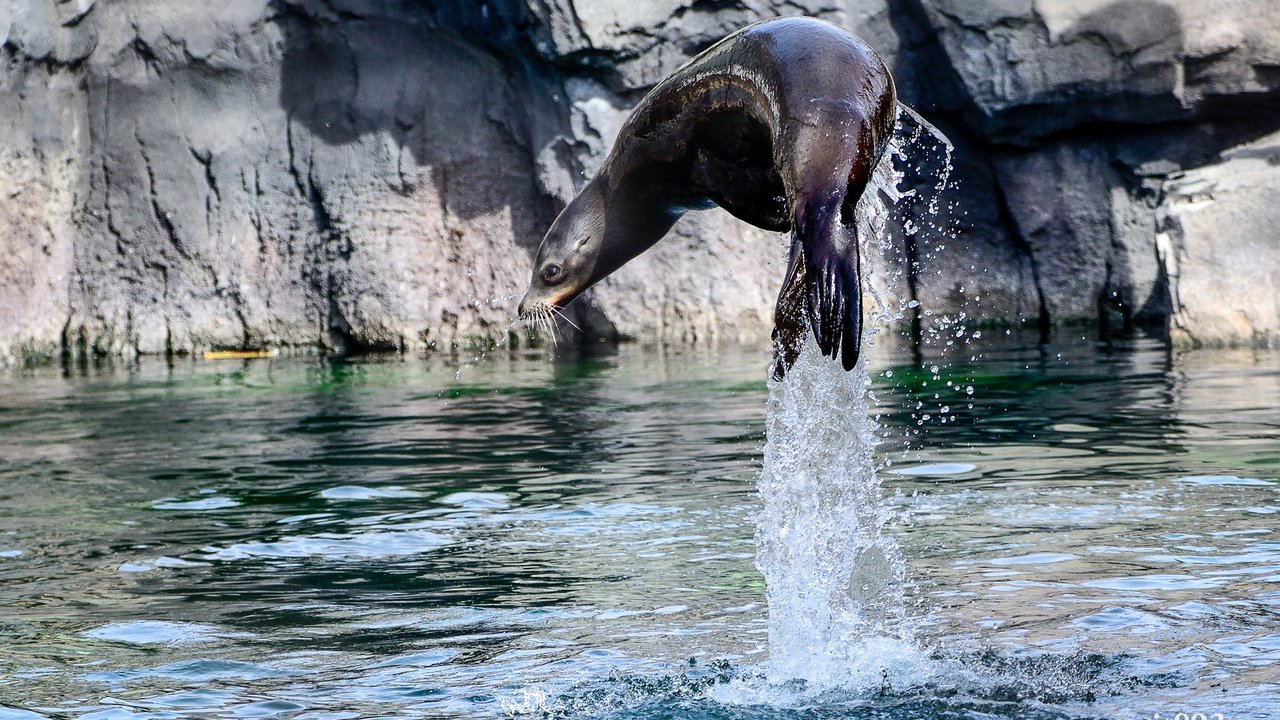 Обои вода, брызги, прыжок, тюлень, морской лев, калифорнийский, water, squirt, jump, seal, sea lion, california разрешение 2048x1360 Загрузить