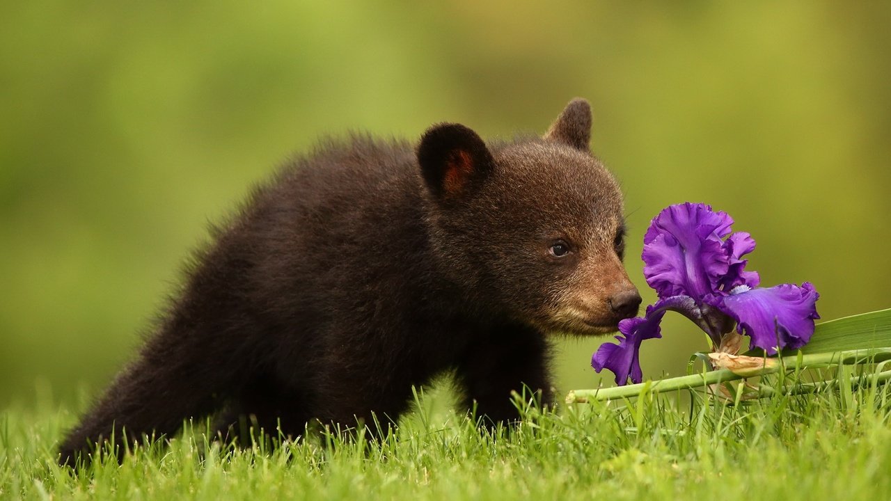 Обои трава, природа, цветок, медведь, медвежонок, grass, nature, flower, bear разрешение 2047x1321 Загрузить