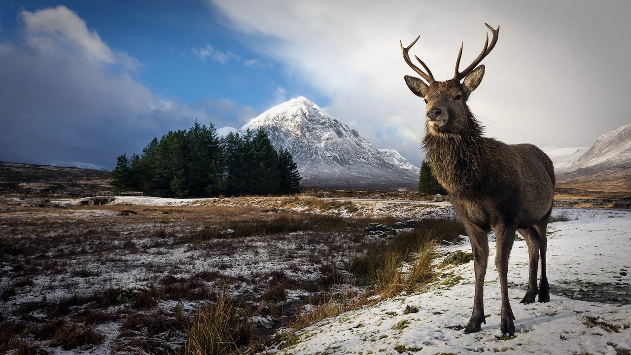 Обои природа, олень, зима, фон, рога, nature, deer, winter, background, horns разрешение 1920x1145 Загрузить