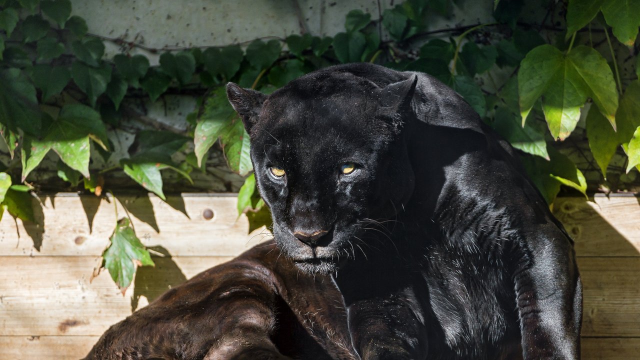 Обои морда, взгляд, хищник, большая кошка, пантера, черная, face, look, predator, big cat, panther, black разрешение 4100x3075 Загрузить
