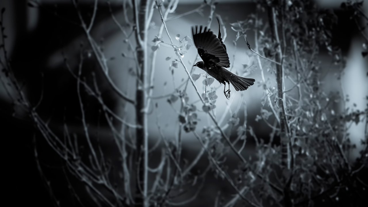 Обои деревья, полет, чёрно-белое, птица, flying bird, trees, flight, black and white, bird разрешение 2636x1757 Загрузить